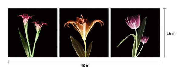 Chic Home Tropical 3 Piece Set Wrapped Canvas Wall Art Giclee Print X-Ray Photographic Design