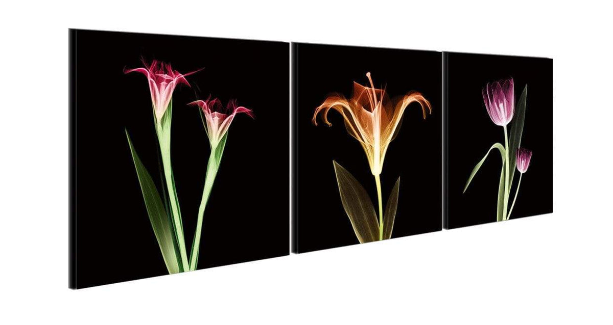 Chic Home Tropical 3 Piece Set Wrapped Canvas Wall Art Giclee Print X-Ray Photographic Design