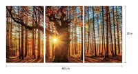 Chic Home Botanical Forest 3 Piece Set Wrapped Canvas Wall Art Giclee Print Sunrise in Woods 