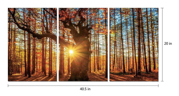 Chic Home Botanical Forest 3 Piece Set Wrapped Canvas Wall Art Giclee Print Sunrise in Woods 