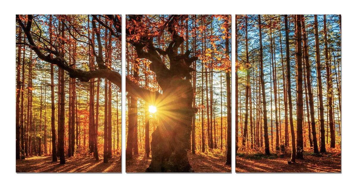 Chic Home Botanical Forest 3 Piece Set Wrapped Canvas Wall Art Giclee Print Sunrise in Woods 