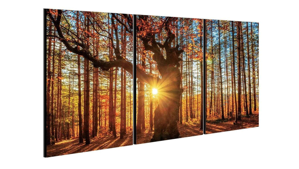 Chic Home Botanical Forest 3 Piece Set Wrapped Canvas Wall Art Giclee Print Sunrise in Woods 