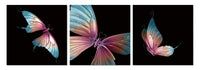 Chic Home Butterfly 3 Piece Set Wrapped Canvas Wall Art Giclee Print Painting 