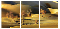 Chic Home Golden Desert 3 Piece Set Wrapped Canvas Wall Art Giclee Print Desert Sand Dunes 