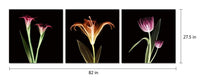 Chic Home Tropical 3 Piece Set Wrapped Canvas Wall Art Giclee Print X-Ray Photographic Design 