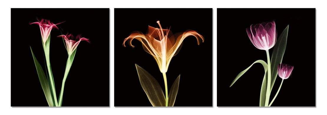 Chic Home Tropical 3 Piece Set Wrapped Canvas Wall Art Giclee Print X-Ray Photographic Design 