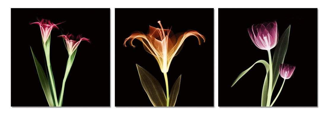 Chic Home Tropical 3 Piece Set Wrapped Canvas Wall Art Giclee Print X-Ray Photographic Design 