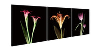 Chic Home Tropical 3 Piece Set Wrapped Canvas Wall Art Giclee Print X-Ray Photographic Design 